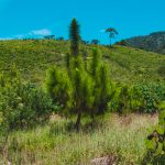 Cladimaco sumando verde