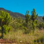 Cladimaco sumando verde