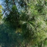 Arenas Gravas y concretos Especializados