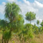 Arenas Gravas y concretos Especializados